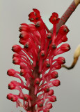 Robiquetia mooreana, flowers 6 mm