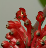 Robiquetia mooreana, close