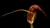 Pterostylis splendens, 4 cm