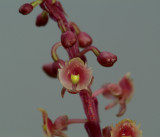Malaxis lowii ssp. picta, flowers 4 mm