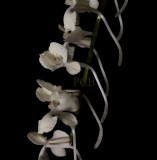 Aerangis citrata, flowers 1.5 cm