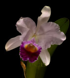 Cattleya trianaei, botanic
