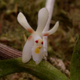 Trichoglottis sp.   flower  8 mm