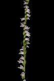 Spiranthes sinensis, flowers 4 mm