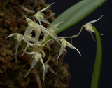 Bulbophyllum kaniense, flowers 1,5 cm