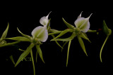 Angraecum eburneum