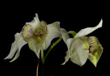 Dendrobium rhodostictum, flowers  2 cm