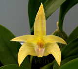 Bulbophyllum siamense, flower 3 cm