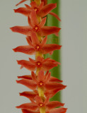 Dendrochilum wenzelii, close,  flowers 1 cm
