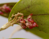 Trichosalpinx ciliaris, flowers 5 mm