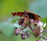 Comma Butterfly