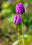 Pyramidal Orchids