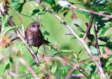 Hedge Sparrow or Dunnock