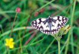 Marbled White Butterfly