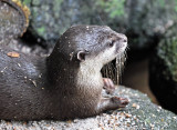 Otter