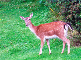 Deer come into my Mothers garden.