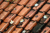 Tiled roof