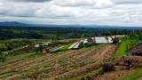 Rice fields