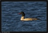 Goosander.jpg