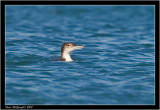 Great Northern Diver.jpg