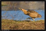 Bittern