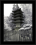 Japanese Tea Gardens (infrared)