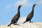 Cormoran à aigrettes, Double-crested Cormorant