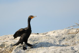 Cormoran à aigrettes, Double-crested Cormorant