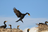 Cormoran à aigrettes, Double-crested Cormorant