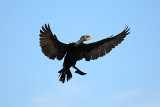 Cormoran à aigrettes, Double-crested Cormorant