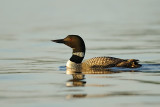 Plongeon Huard. Common Loon.