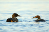 Plongeon Huard. Common Loon.