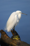 Little Egret on the Nile