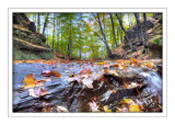 Rocks & Leaves