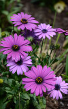 Michigan Ave flowers 1.jpg