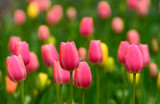 Tulips 1.jpg