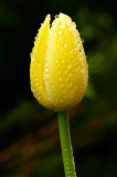 Tulips 15.jpg