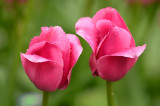 Tulips 23.jpg