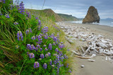 Lupine, Driftwood, and Seastack