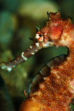 Seahorse getting relieved