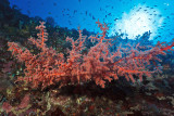 Molana East wall corals