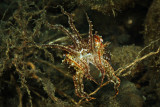 Cuttlefish mimics a seagrass