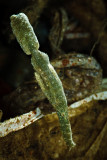 Robust ghost pipefish