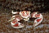 Anemone porcelain crab