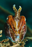 Good Morning cuttlefish