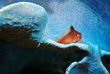 Hawkfish sitting on a blue sponge