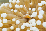 Juvenile pink clownfish Ambon