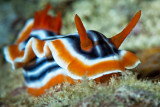 Chromodoris Magnifica