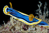 Chromodoris Annae