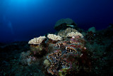 Giant clam reefscape